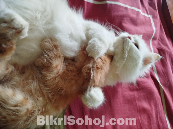 Persian Ginger Male Cat